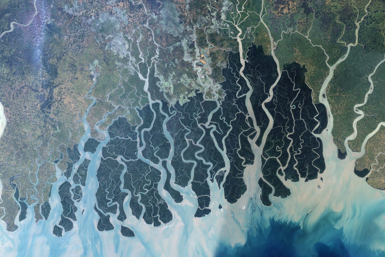 Landsat mosaic of the Sundarbans, where branching waterways divide dark mangrove forest beside lighter agricultural land.